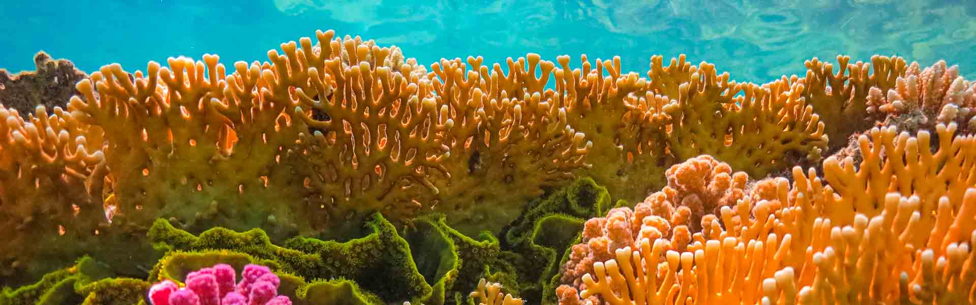 Безопасный для рифов солнцезащитные средства
